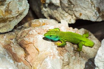 lizard without a tail (Lacerta viridis)
