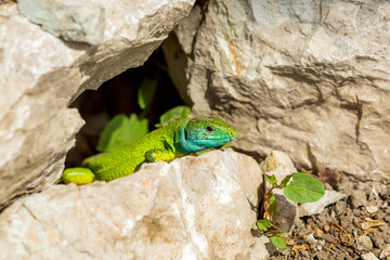 Green lizard - Lacerta viridis
