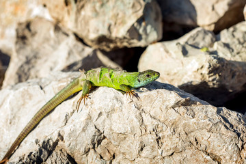 Naklejka na ściany i meble Green lizard - Lacerta viridis sheds its skin