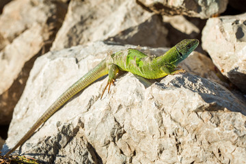 Naklejka na ściany i meble Green lizard - Lacerta viridis sheds its skin