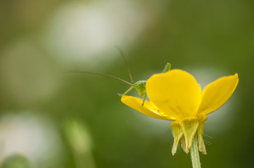 Insect on flower