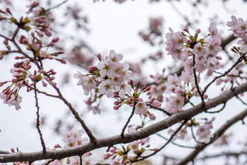 Obraz premium Cherry Blossom flowers