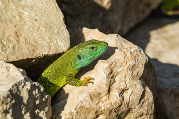 Green lizard - Lacerta viridis