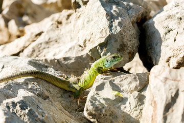 Green lizard - Lacerta viridis sheds its skin