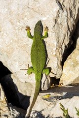 Green lizard - Lacerta viridis