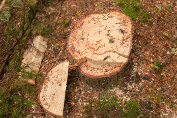 Cross section of a young pine tree