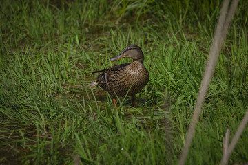 Ente im Biotop