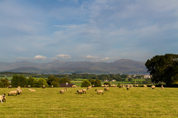 Sheep grazing in evening, mountains in background.