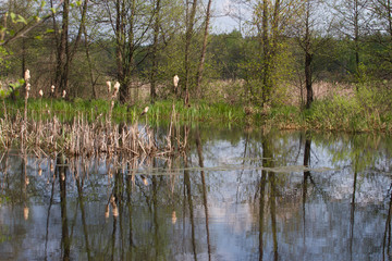 Panorama meander river with reed on northern part of Ukraine, Sumy region. Riparian vegetation Salix sp. Flooded meadow