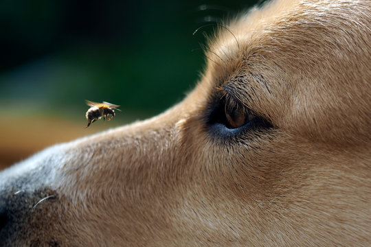 Big Eye dog and flying bee. The insect flew up to the dog's muzzle. The dog watches the flight of the bumblebee. dog bite danger
