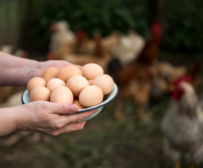 Fresh organic eggs