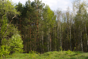 Birch grove on border with Belarus and Russia. Located in Ukraine, Sumy region, Polissya 