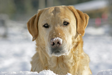 Head of beautiful Labrador Retriever in winter