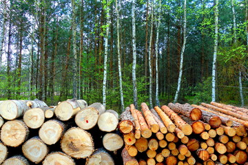dead wood logs stack on forest background 