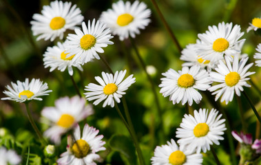 Daisy flower