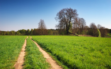 Fototapeta na wymiar Beautiful spring landscape with field, country road and trees