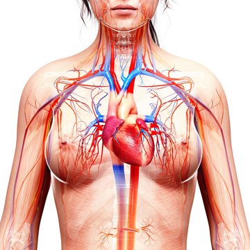 Female cardiovascular system, artwork