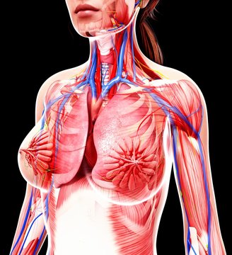 Female anatomy, artwork