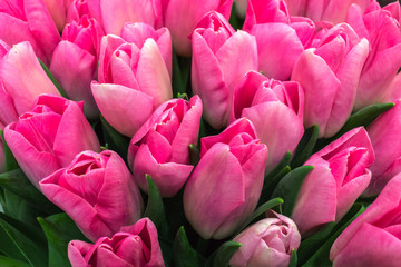 Obraz premium Holiday Bouquet, pink tulips.