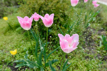 Vibrant Pink Tulip