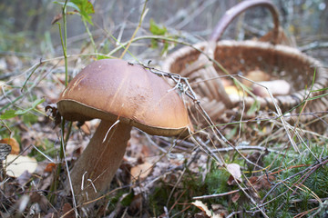 forest mushrooms