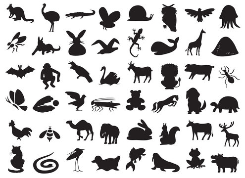wild and domestic animals silhouette