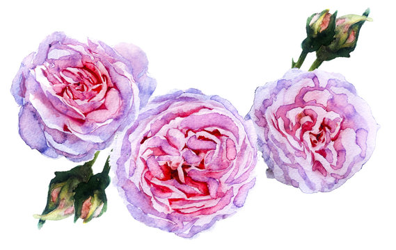 watercolor sketch: rose on a white background