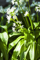 wild garlic with white blooms
