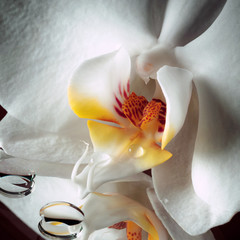 Panele Szklane  Orchidea z rosą