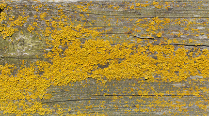 Moos und Schimmel auf Holz