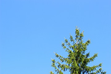 Pine treetop