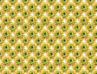 Isolated dried flower