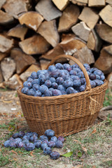 Plums in a basket