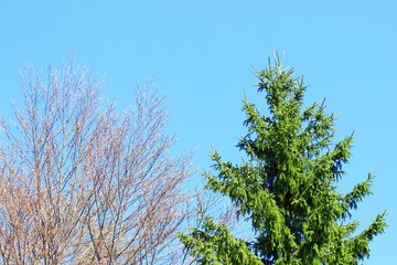 Mixed forest, deciduous and evergreen tree, beech and pine tree