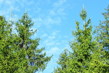 Evergreen forest