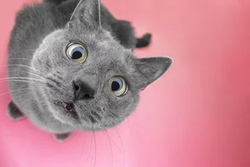 Poster grey cat sitting on the pink background looking at camera © Ruslan Grumble
