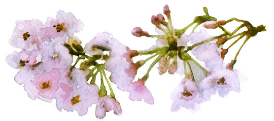 watercolor spring cherry blossoms