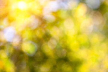 Obraz premium Blur, blur in nature