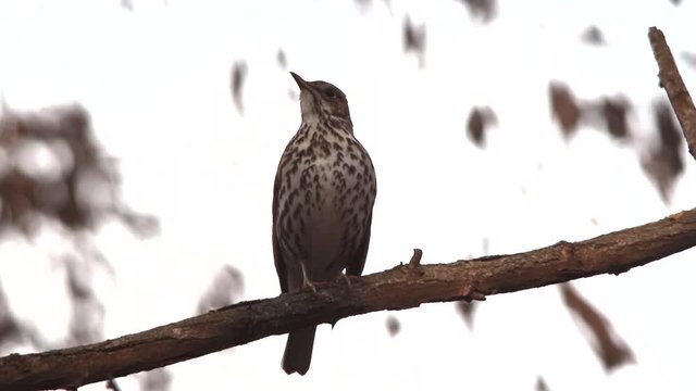 Song Thrush, live sound