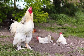 rooster and chickens