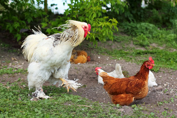 white shaggy rooster catches chicken