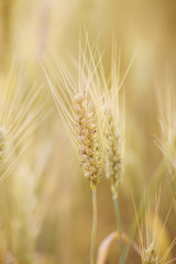 Wheat field.