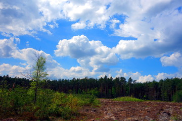 peaceful sky above calm green forest 