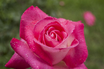 Macro Fuchsia Rose