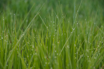 on a green lawn in the early foggy morning