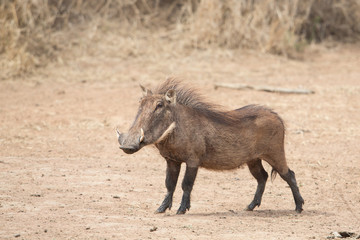 Naklejka na ściany i meble Common warthog (Phacochoerus africanus), Kruger Park, South Africa