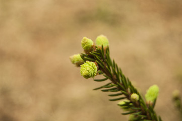 Macro Green Pine on blur background