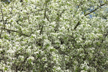Spring blossom background, beautiful white flowers. Freshness, fragrance and tenderness.