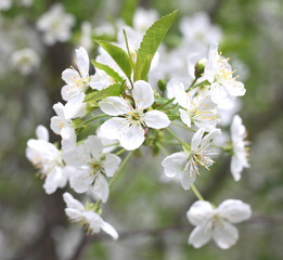 Spring blossom background, beautiful white flowers. Freshness, fragrance and tenderness.