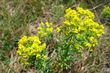 wild yellow blossoming flowers with buds on meadow 